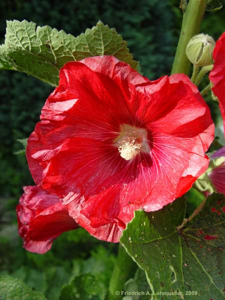 Alcea rosea