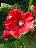 Alcea rosea