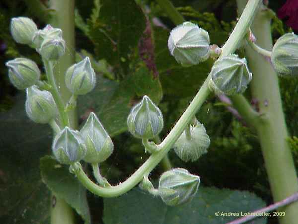 Alcea rosea