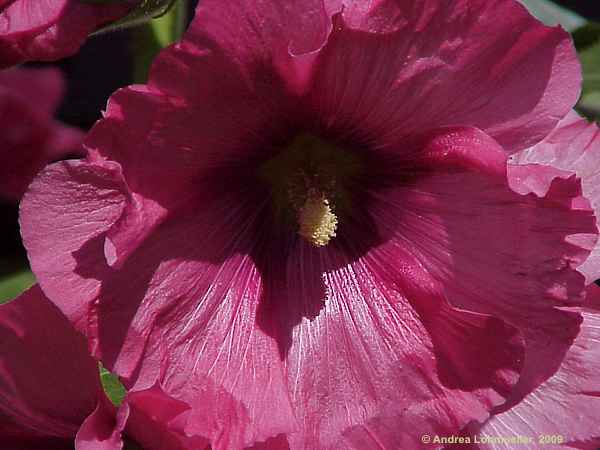 Alcea rosea