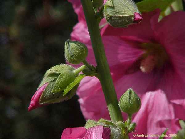 Alcea rosea