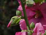  Alcea rosea