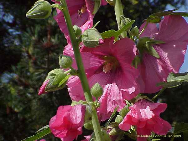 Alcea rosea