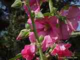 Alcea rosea