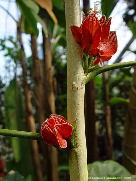 Goethea cauliflora