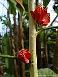 Goethea cauliflora