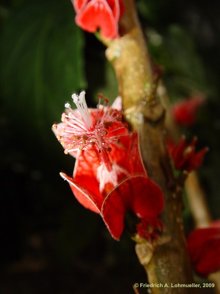 Goethea cauliflora