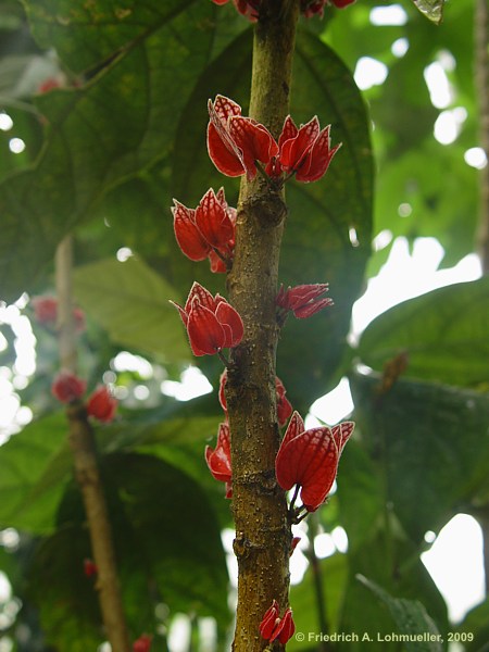 Goethea cauliflora