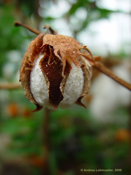 Gossypium arboreum