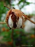  Gossypium arboreum