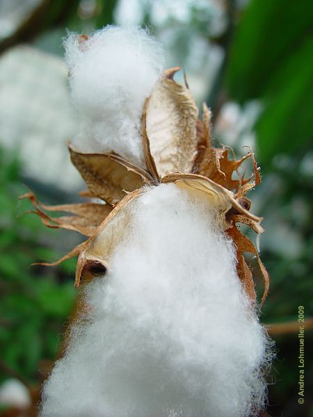 Gossypium arboreum