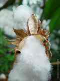 Gossypium arboreum