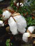 Gossypium arboreum