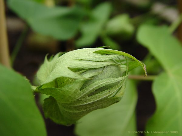 Gossypium arboreum