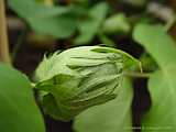 Gossypium arboreum