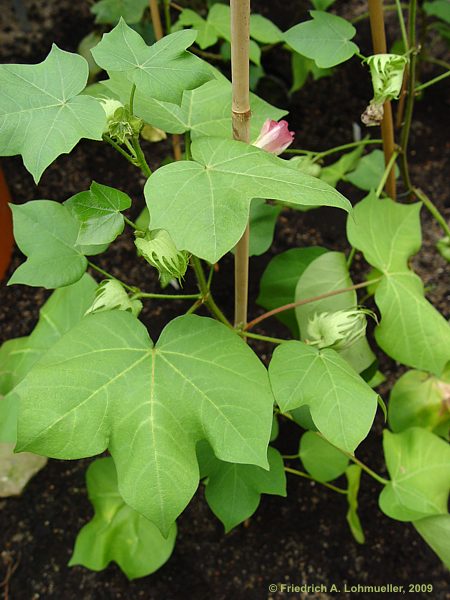 Gossypium arboreum