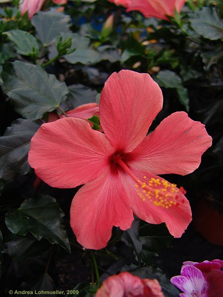 Hibiscus rosa-sinensis