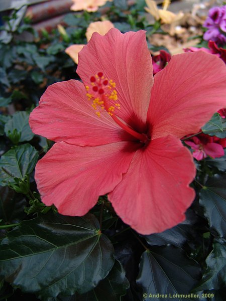 Hibiscus rosa-sinensis