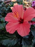  Hibiscus rosa-sinensis