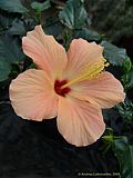 Hibiscus