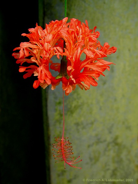 Hibiscus schizopetalus