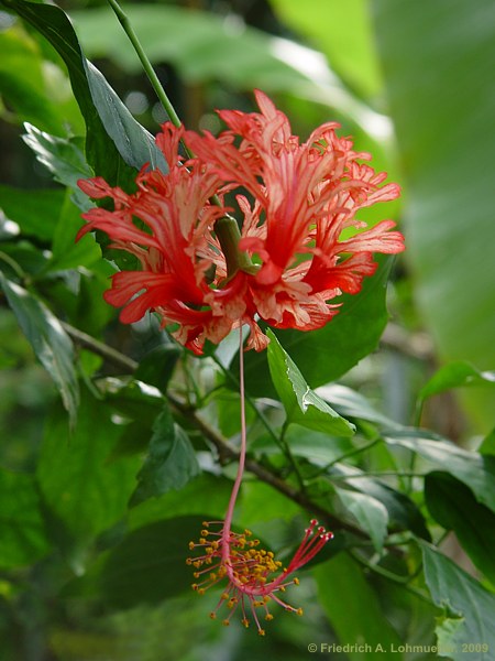 Hibiscus schizopetalus