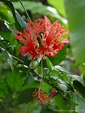 Hibiscus schizopetalus