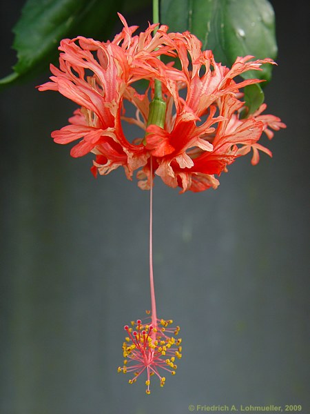 Hibiscus schizopetalus