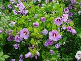 Hibiscus syriacus