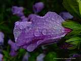 Hibiscus syriacus