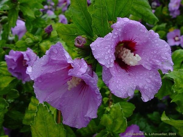 Hibiscus syriacus