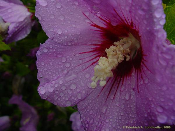 Hibiscus syriacus