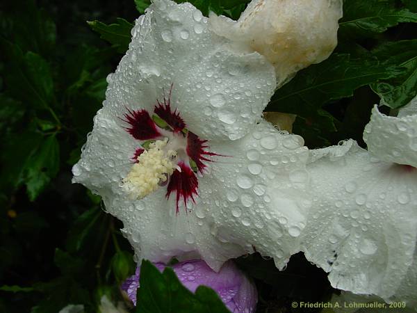 Hibiscus syriacus