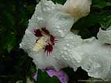 Hibiscus syriacus