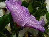 Hibiscus syriacus