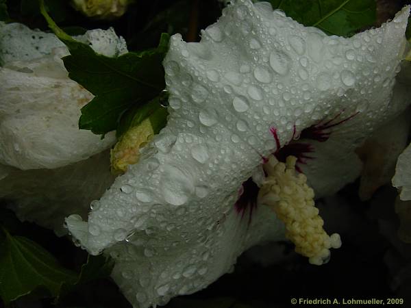 Hibiscus syriacus