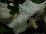 Hibiscus syriacus