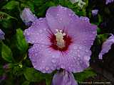 Hibiscus syriacus