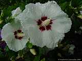 Hibiscus syriacus