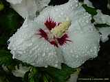 Hibiscus syriacus