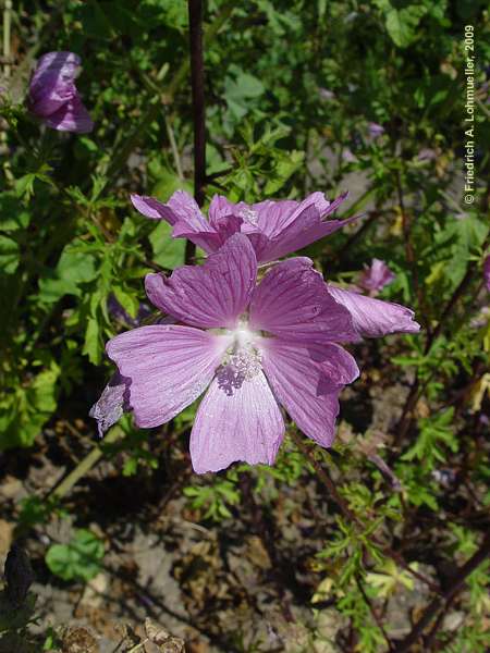 Malva alcea