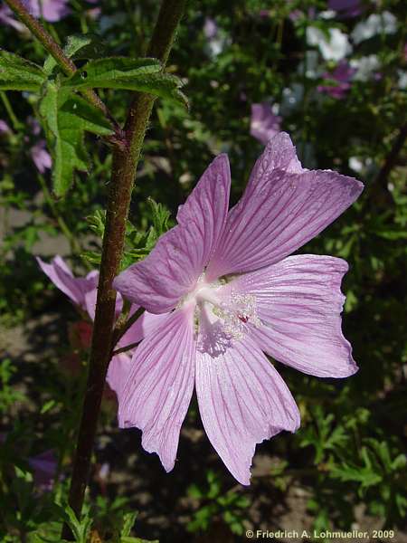 Malva alcea