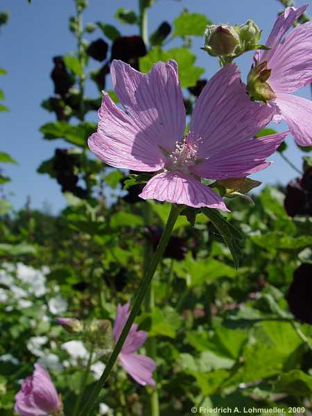 Malva alcea