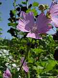  Malva alcea