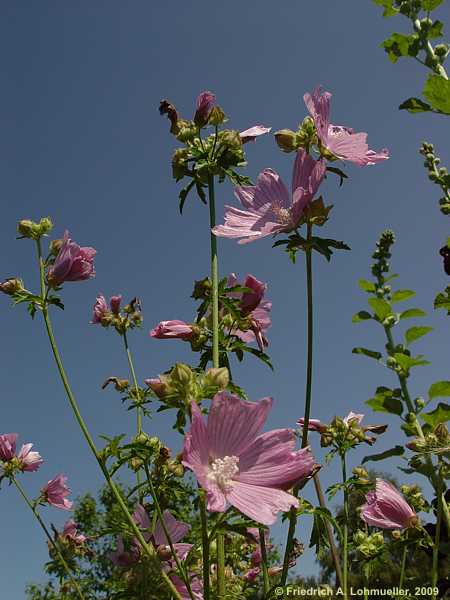 Malva alcea