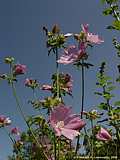 Malva alcea