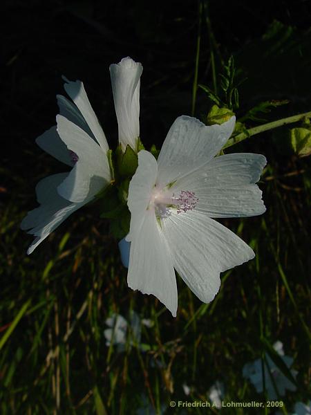 Malva moschata