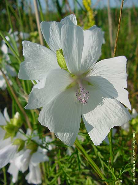 Malva moschata