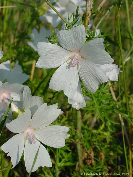 Malva moschata