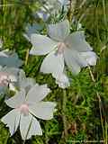 Malva moschata